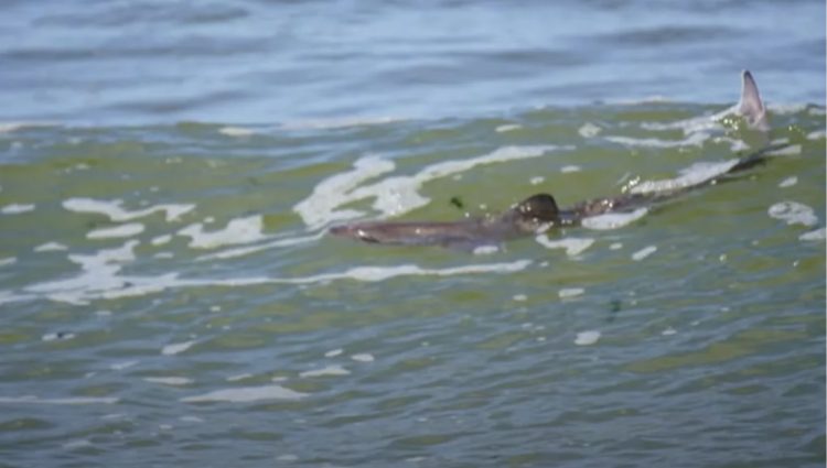 Opmerkelijk: Haai gespot aan Nederlandse kust