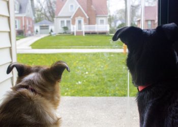Kees (64) en Marieke (65): “Buren willen dat wij onze honden wegdoen”