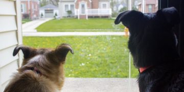 Kees (64) en Marieke (65): “Buren willen dat wij onze honden wegdoen”