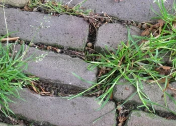 Tuinman onthult eenvoudige truc om onkruid snel en goedkoop te verwijderen