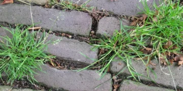 Tuinman onthult eenvoudige truc om onkruid snel en goedkoop te verwijderen