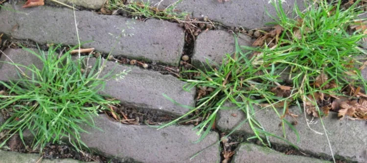 Tuinman onthult eenvoudige truc om onkruid snel en goedkoop te verwijderen