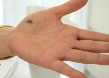 De Aziatische tijgermug: hoe herken je hem en kun je ziek worden?