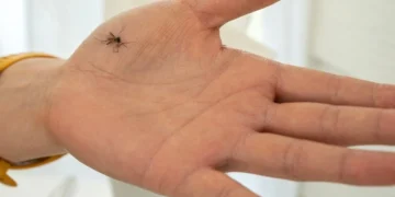 De Aziatische tijgermug: hoe herken je hem en kun je ziek worden?