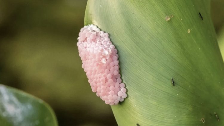 Opgelet: Zie je deze roze eitjes in je tuin? Doe dit dan onmiddellijk!