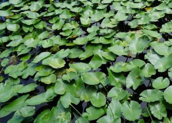 Test je scherpe blik en kijk of je deze verborgen kikkers kan vinden