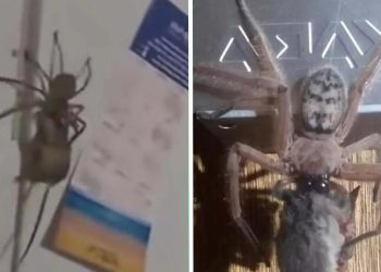 Filmpje: Megaspin werkt een complete muis naar binnen iedereen is in shock!