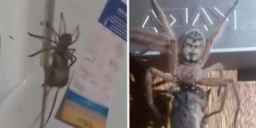 Filmpje: Megaspin werkt een complete muis naar binnen iedereen is in shock!