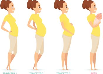 Van cel tot baby: De ontwikkeling van je baby per trimester