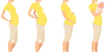 Van cel tot baby: De ontwikkeling van je baby per trimester