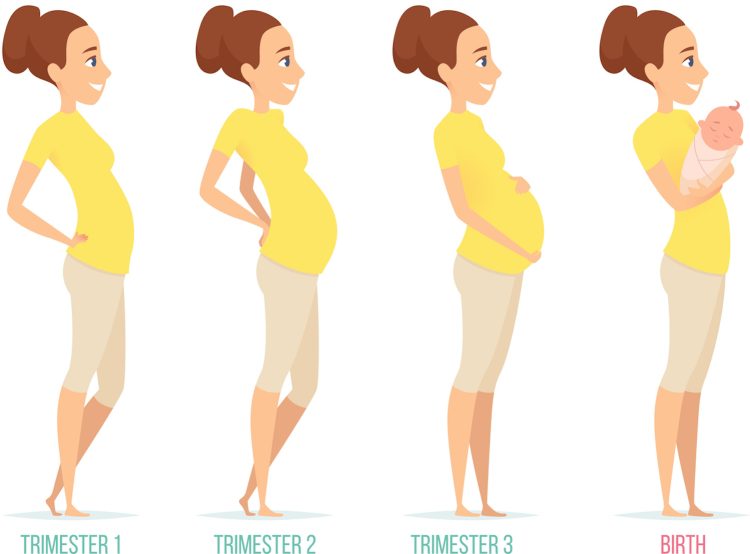 Van cel tot baby: De ontwikkeling van je baby per trimester