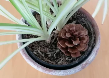 Slimme Japanse dennenappeltruc zorgt ervoor dat je kamerplanten niet meer doodgaan