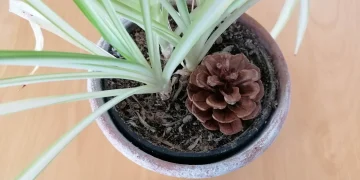 Slimme Japanse dennenappeltruc zorgt ervoor dat je kamerplanten niet meer doodgaan