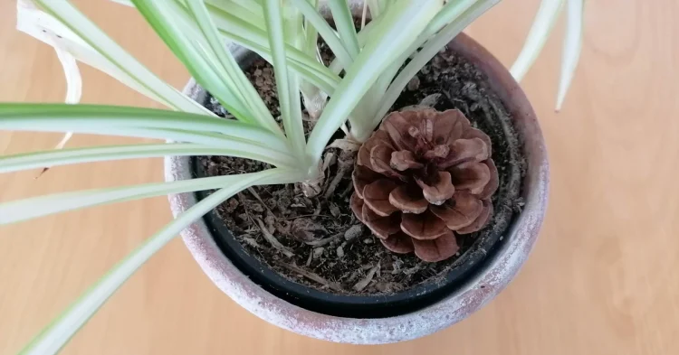 Slimme Japanse dennenappeltruc zorgt ervoor dat je kamerplanten niet meer doodgaan