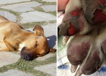 Schokkend Verlies: Voorkom deze fatale fout en bescherm je hond tegen zonnesteek!