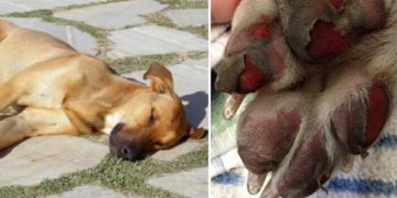 Schokkend Verlies: Voorkom deze fatale fout en bescherm je hond tegen zonnesteek!