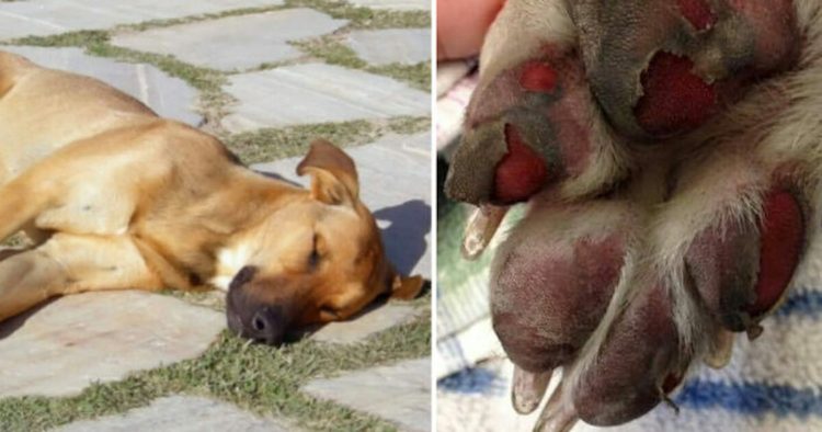 Schokkend Verlies: Voorkom deze fatale fout en bescherm je hond tegen zonnesteek!
