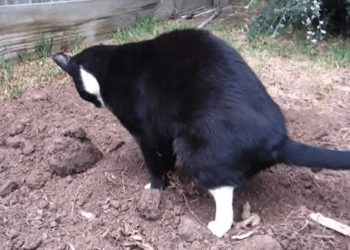 Doen alle katten uit de buurt altijd hun behoefte in jouw tuin? Met deze diervriendelijke oplossing is dat verleden tijd!