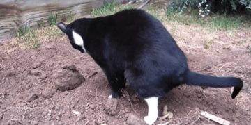 Doen alle katten uit de buurt altijd hun behoefte in jouw tuin? Met deze diervriendelijke oplossing is dat verleden tijd!