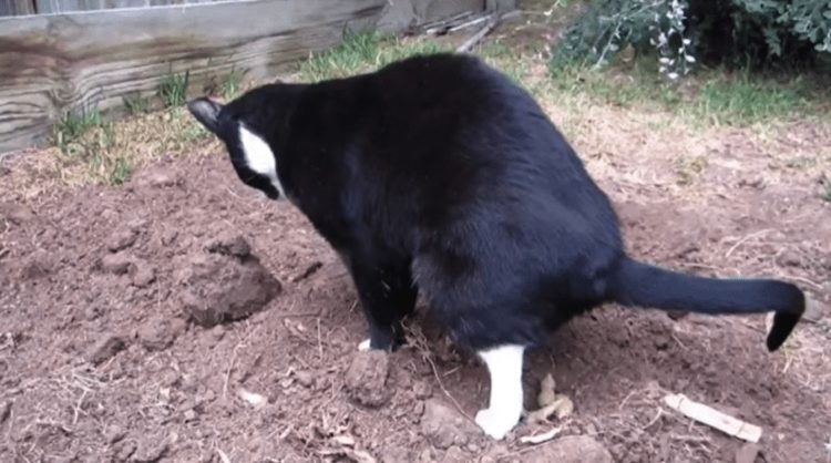 Doen alle katten uit de buurt altijd hun behoefte in jouw tuin? Met deze diervriendelijke oplossing is dat verleden tijd!