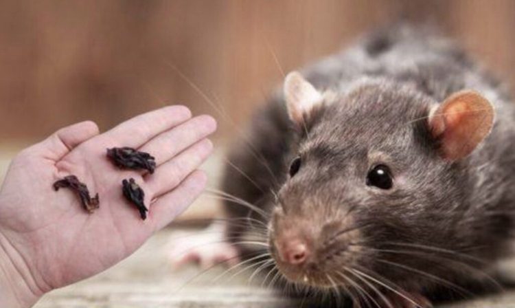 Een handjevol specerijen zijn voldoende om muizen en ratten voor altijd te laten verdwijnen uit je huis