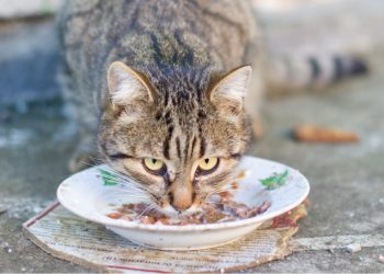 Justin is het zat: “Mijn vriendin gebruikt ons servies voor kattenvoer”