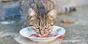 Justin is het zat: “Mijn vriendin gebruikt ons servies voor kattenvoer”
