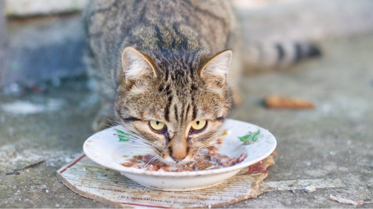 Justin is het zat: “Mijn vriendin gebruikt ons servies voor kattenvoer”