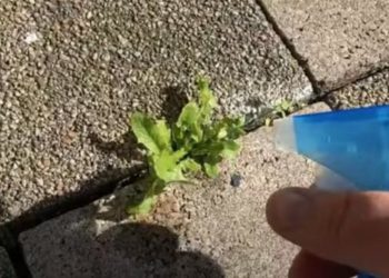 Slimme truc om korte metten te maken met onkruid tussen je tegels!