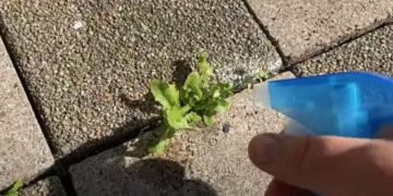 Slimme truc om korte metten te maken met onkruid tussen je tegels!