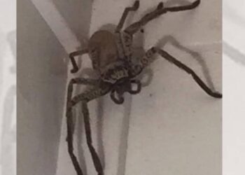 Australische huisspin vestigt zich in Nederland: al gesignaleerd in verschillende plaatsen