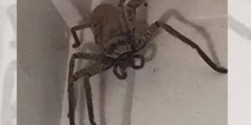 Australische huisspin vestigt zich in Nederland: al gesignaleerd in verschillende plaatsen