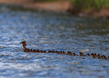 ‘Supermom’ gespot op een meer – met 56 eendjes op sleeptouw
