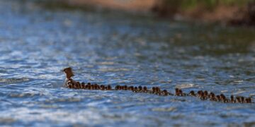 ‘Supermom’ gespot op een meer – met 56 eendjes op sleeptouw
