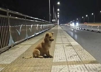 Verwaarloosde pup wachtte weken op zijn baasje bij een viaduct, in de hoop dat ze terugkwamen