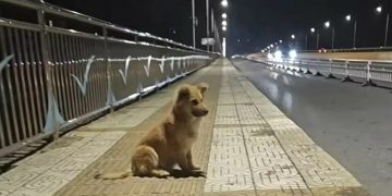 Verwaarloosde pup wachtte weken op zijn baasje bij een viaduct, in de hoop dat ze terugkwamen