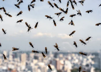 Last van vliegende mieren: Zo blijven ze ver uit de buurt!