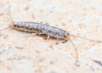 Zilvervisjes in huis? Dit kan wijzen op een kostbaar probleem