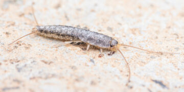 Zilvervisjes in huis? Dit kan wijzen op een kostbaar probleem