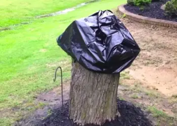 Van boomstronk tot meesterwerk: Haar man hakt een boom om, ze ontdekt een ware kunstwerk als ze de zak opent