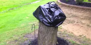 Van boomstronk tot meesterwerk: Haar man hakt een boom om, ze ontdekt een ware kunstwerk als ze de zak opent