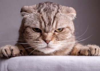 Kijkt jouw kat ook altijd chagrijnig? Ontdek waar het boze kattengezicht vandaan komt