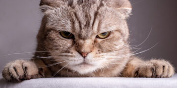 Kijkt jouw kat ook altijd chagrijnig? Ontdek waar het boze kattengezicht vandaan komt