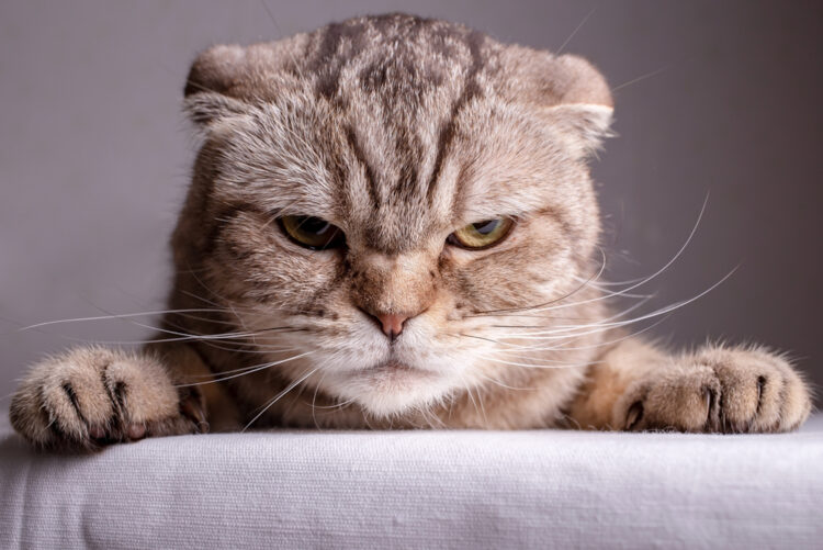 Kijkt jouw kat ook altijd chagrijnig? Ontdek waar het boze kattengezicht vandaan komt