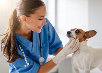 Expert Lotte: “Als je nog vlees eet hou je niet echt van dieren!”