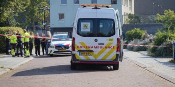 Politieagent schiet hond Luna dood na gevecht met kat: “Ze was niet gevaarlijk”