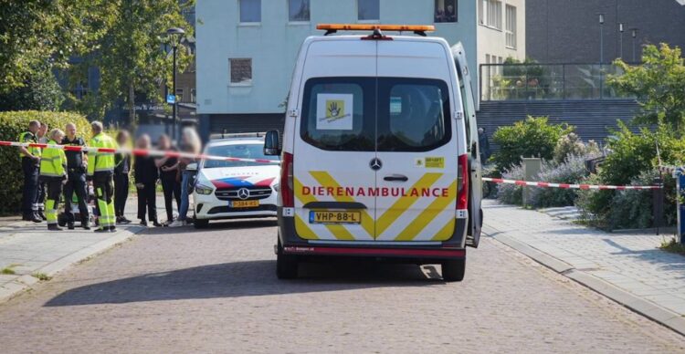 Politieagent schiet hond Luna dood na gevecht met kat: “Ze was niet gevaarlijk”