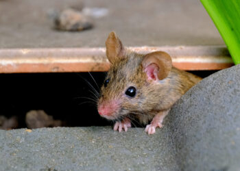 Houd muizen buiten tijdens de koude maanden met deze vijf planten
