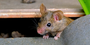Houd muizen buiten tijdens de koude maanden met deze vijf planten