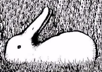 Persoonlijkheidstest onthult jouw karakter: welk dier zie jij als eerste?